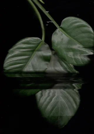 Scanography 1