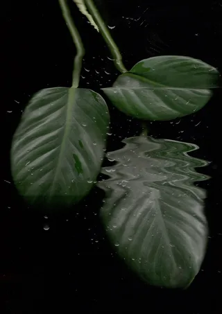 Scanography 1