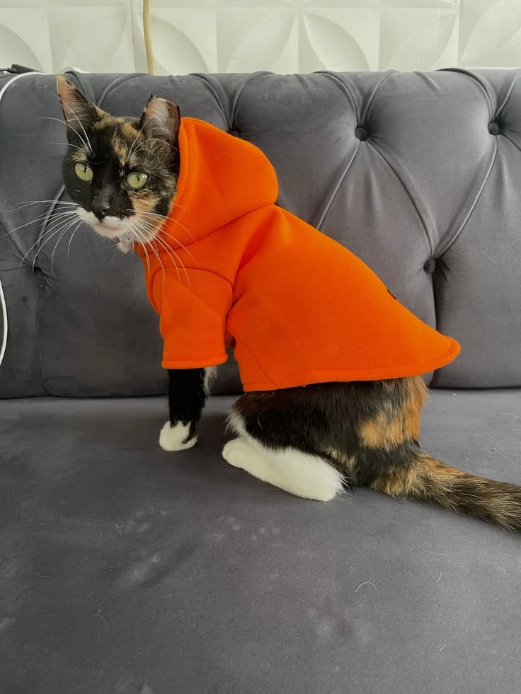 Photo of a cat called Kartoshka wearing a hoodie