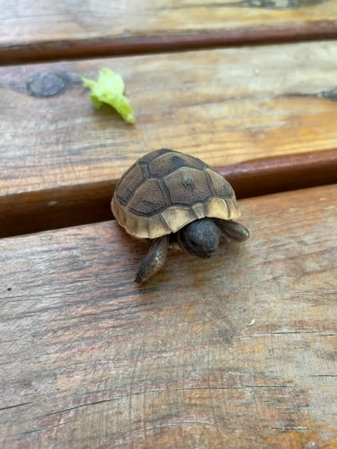 Photo of little baby tortoise