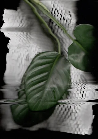 Scanography 1